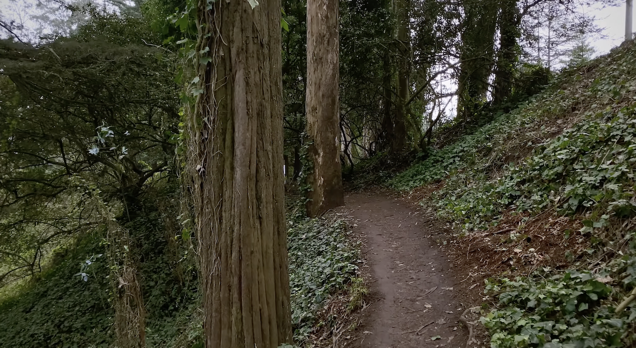 Walking through Mt Sutro Open Space Reserve